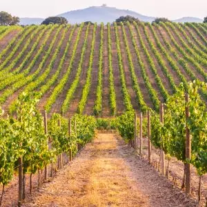 Alentejo countryside – peaceful lifestyle for those relocating to Portugal